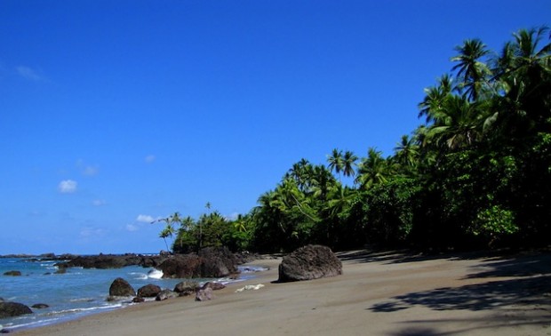 matapalo osa costa rica matapalo osa costa rica