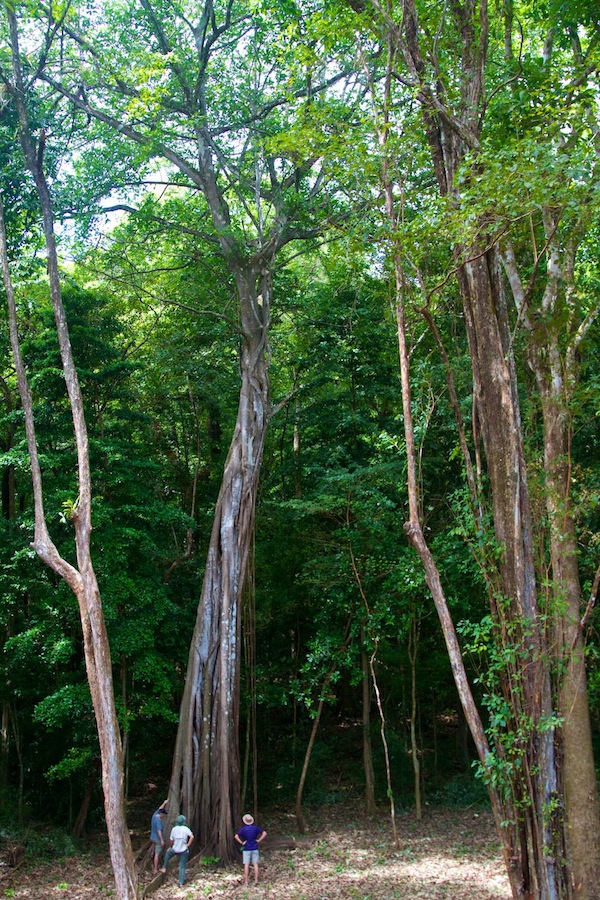 Huge Rainforest on Boca Chica Island
