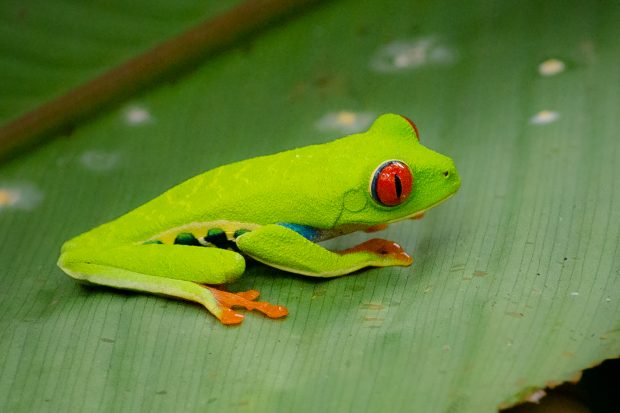 Moving To Costa Rica